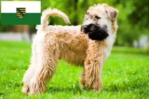 Lees meer over het artikel Ierse Soft Coated Wheaten Terrier fokkers en puppies in Saksen