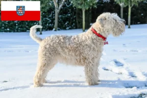 Lees meer over het artikel Ierse Soft Coated Wheaten Terrier fokkers en puppies in Thüringen