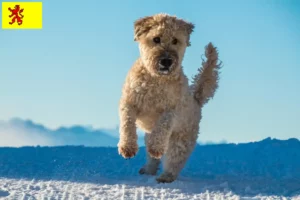 Lees meer over het artikel Ierse Soft Coated Wheaten Terrier fokkers en puppies in Zuid-Holland