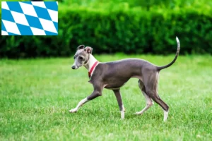 Lees meer over het artikel Italiaanse windgong fokkers en puppies in Beieren