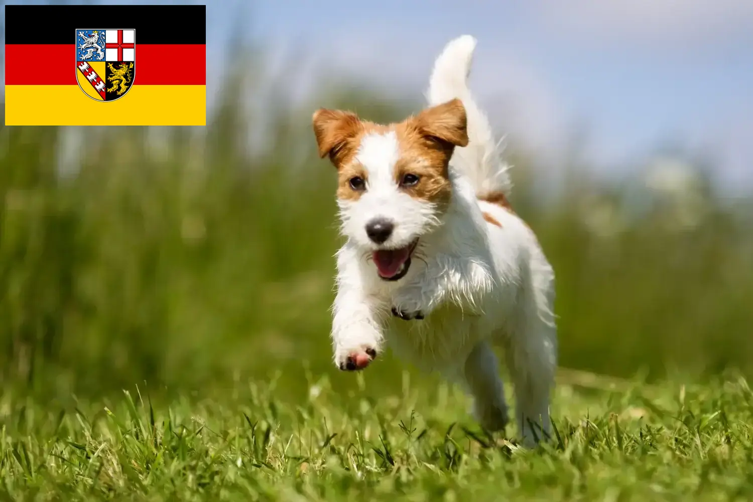 Lees meer over het artikel Jack Russell fokkers en pups in Saarland