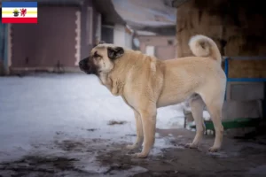 Lees meer over het artikel Kangal fokkers en pups in Mecklenburg-Vorpommern