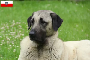 Lees meer over het artikel Kangal fokkers en pups in Thüringen