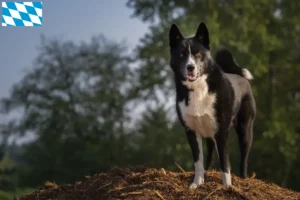 Lees meer over het artikel Karelische Berenhond fokkers en puppies in Beieren