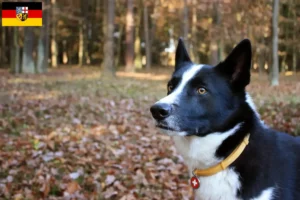 Lees meer over het artikel Karelische Berenhond fokkers en pups in Saarland