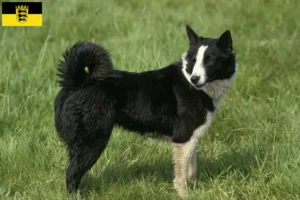 Lees meer over het artikel Karelische Berenhond fokkers en pups in Baden-Württemberg