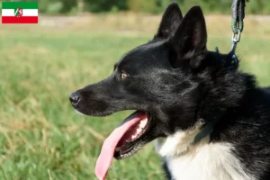 Lees meer over het artikel Karelische Berenhond fokkers en pups in Noordrijn-Westfalen