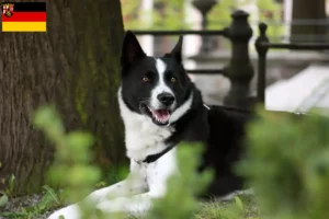 Lees meer over het artikel Karelische Berenhond fokkers en pups in Rijnland-Palts