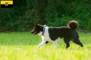 Lees meer over het artikel Karelische Berenhond fokkers en pups in Saksen-Anhalt