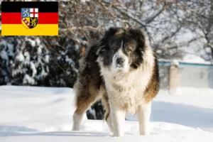 Lees meer over het artikel Kaukasische Herdershond Fokker en Puppies in Saarland