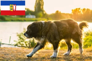 Lees meer over het artikel Kaukasische Herdershond Fokker en Puppies in Sleeswijk-Holstein