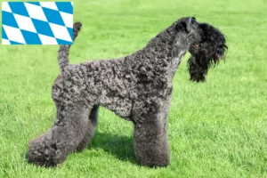 Lees meer over het artikel Kerry Blue Terrier fokkers en puppies in Beieren