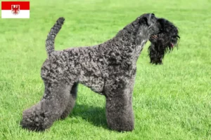 Lees meer over het artikel Kerry Blue Terrier fokkers en pups in Brandenburg