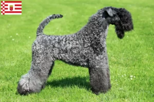 Lees meer over het artikel Kerry Blue Terrier fokker en pups in Bremen