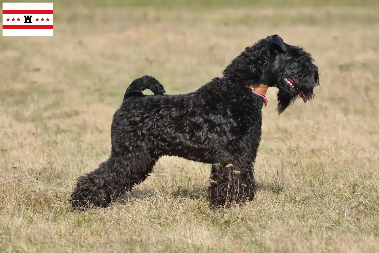 Lees meer over het artikel Kerry Blue Terrier fokkers en pups in Drenthe