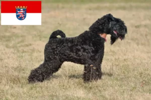 Lees meer over het artikel Kerry Blue Terrier fokkers en pups in Hessen