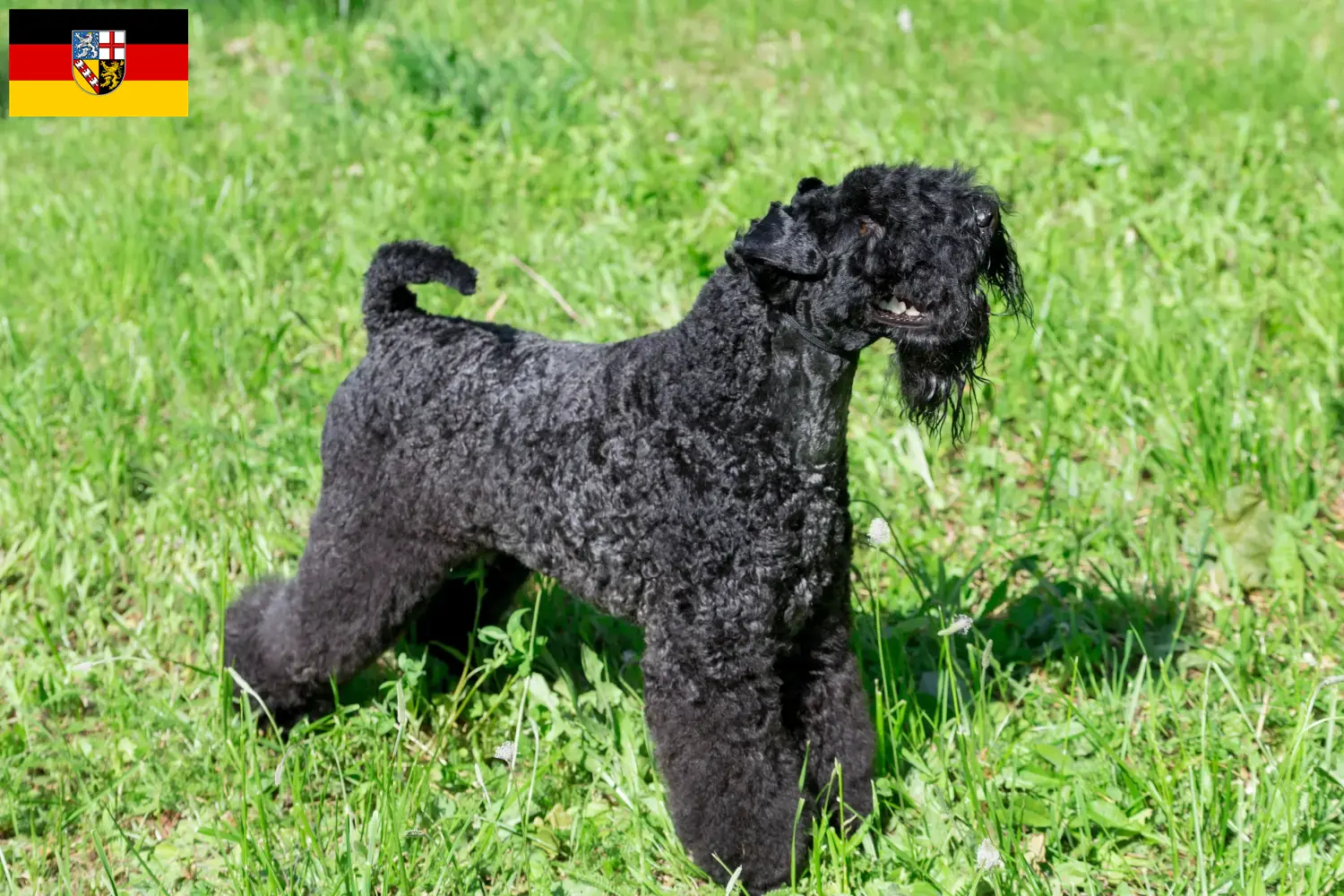 Lees meer over het artikel Kerry Blue Terrier fokkers en puppies in Saarland