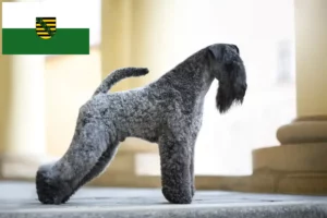 Lees meer over het artikel Kerry Blue Terrier fokkers en puppies in Saksen