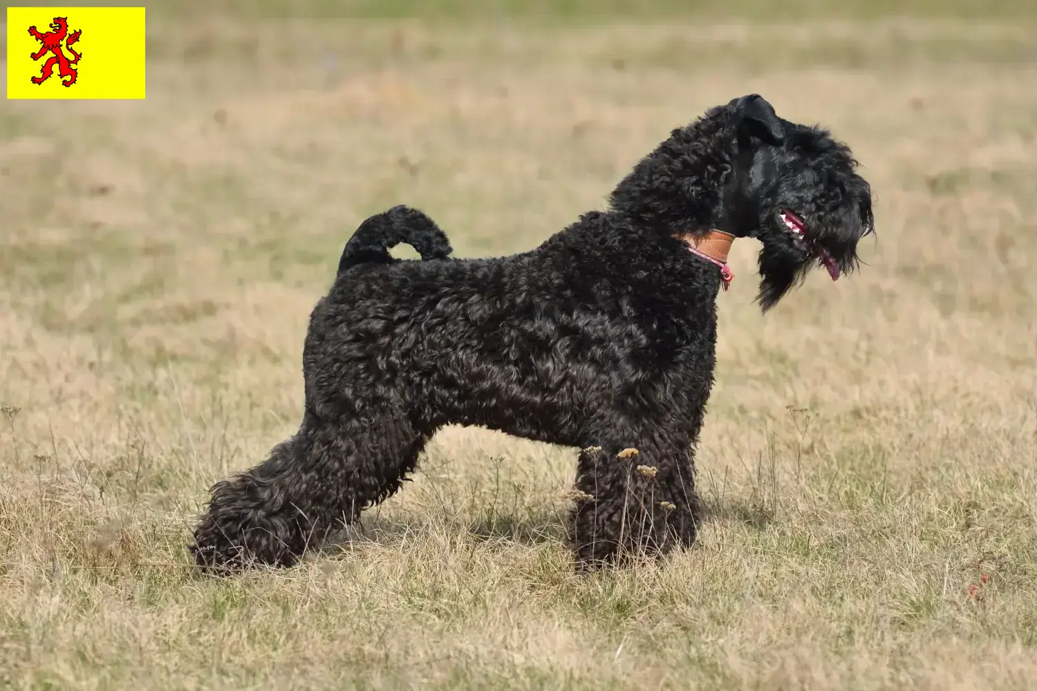 Lees meer over het artikel Kerry Blue Terrier fokkers en pups in Zuid-Holland