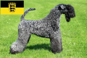 Lees meer over het artikel Kerry Blue Terrier fokkers en pups in Baden-Württemberg