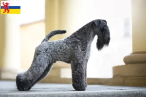 Lees meer over het artikel Kerry Blue Terrier fokker en puppies in Limburg