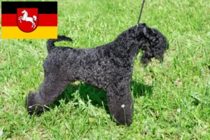 Lees meer over het artikel Kerry Blue Terrier fokkers en puppies in Nedersaksen