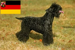 Lees meer over het artikel Kerry Blue Terrier fokkers en pups in Rijnland-Palts