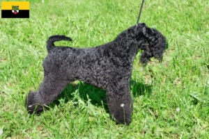 Lees meer over het artikel Kerry Blue Terrier fokkers en pups in Saksen-Anhalt