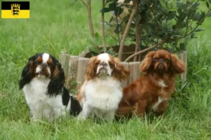 Lees meer over het artikel King Charles Spaniel fokkers en pups in Baden-Württemberg