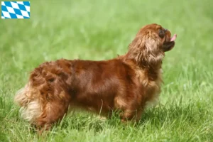 Lees meer over het artikel King Charles Spaniel fokkers en pups in Beieren