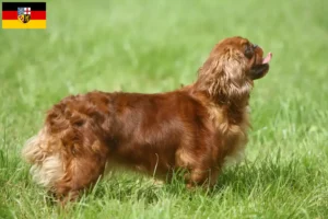 Lees meer over het artikel King Charles Spaniel fokkers en pups in Saarland