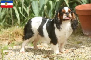 Lees meer over het artikel King Charles Spaniel fokkers en pups in Sleeswijk-Holstein