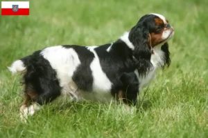 Lees meer over het artikel King Charles Spaniel fokkers en pups in Thüringen