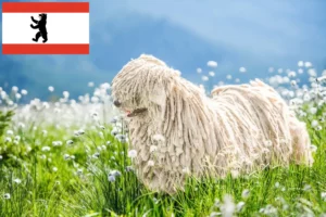 Lees meer over het artikel Komondor fokkers en pups in Berlijn