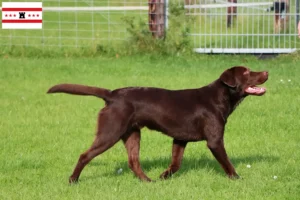 Lees meer over het artikel Labrador fokkers en pups in Drenthe