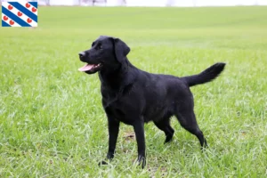 Lees meer over het artikel Labrador fokkers en puppy’s in Friesland