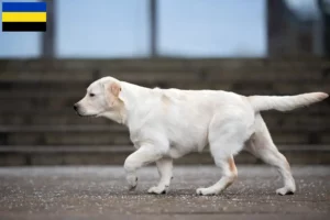 Lees meer over het artikel Labrador fokkers en pups in Gelderland