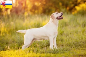 Lees meer over het artikel Labrador fokkers en pups in Limburg