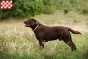 Lees meer over het artikel Labrador fokkers en pups in Noord-Brabant