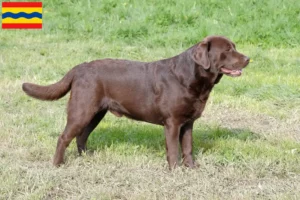 Lees meer over het artikel Labrador fokkers en pups in Overijssel