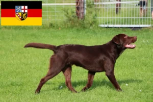 Lees meer over het artikel Labrador fokkers en pups in Saarland