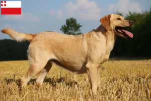 Lees meer over het artikel Labradorfokkers en puppy’s in Utrecht