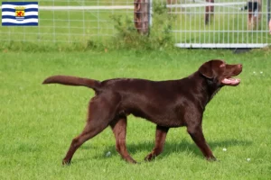 Lees meer over het artikel Labrador fokkers en pups in Zeeland