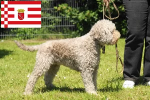 Lees meer over het artikel Lagotto Romagnolo fokkers en pups in Bremen