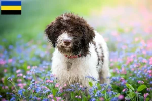 Lees meer over het artikel Lagotto Romagnolo fokkers en pups in Gelderland