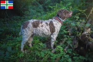 Lees meer over het artikel Lagotto Romagnolo fokkers en pups in Groningen