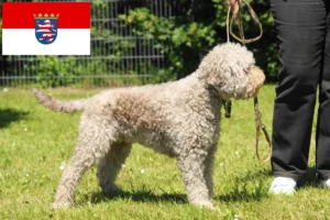 Lees meer over het artikel Lagotto Romagnolo fokkers en pups in Hessen