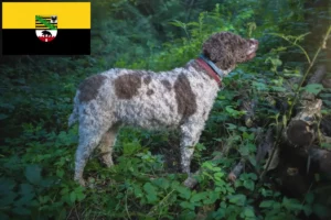 Lees meer over het artikel Lagotto Romagnolo fokkers en pups in Saksen-Anhalt