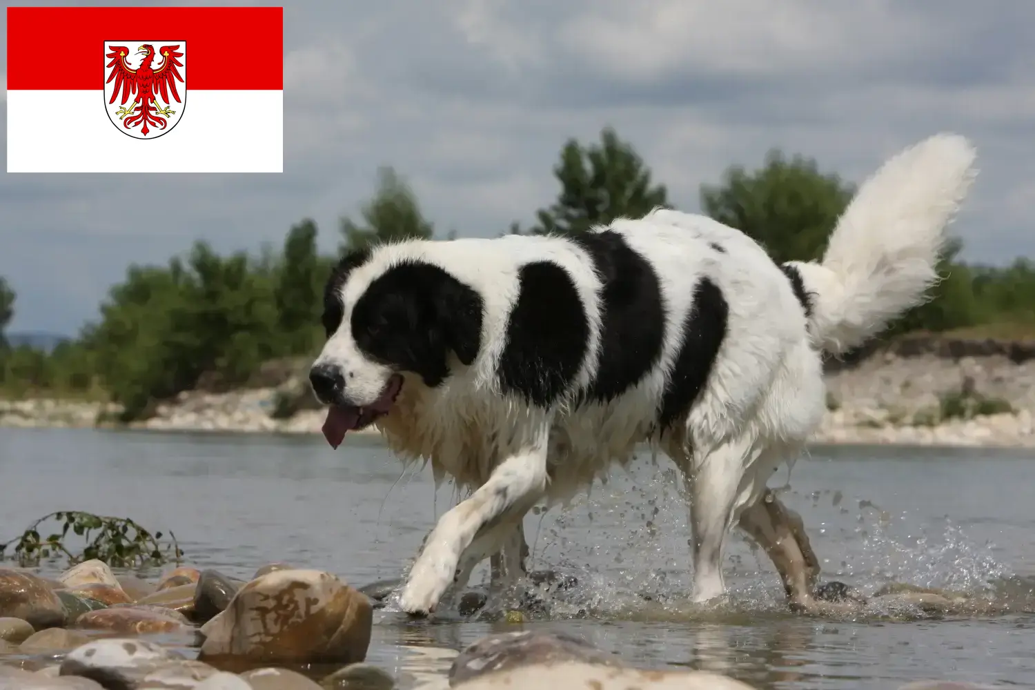 Lees meer over het artikel Landseer fokkers en pups in Brandenburg