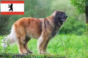 Lees meer over het artikel Leonberger fokkers en pups in Berlijn